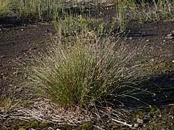 Attēlu rezultāti vaicājumam “Schoenus ferrugineus”