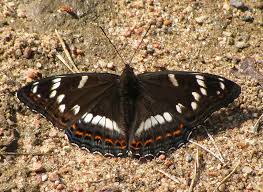 Attēlu rezultāti vaicājumam “Limenitis populi”