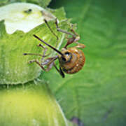 Attēlu rezultāti vaicājumam “Curculio nucum”
