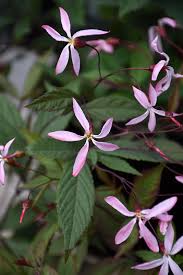 Attēlu rezultāti vaicājumam “Gillenia trifoliata flower”