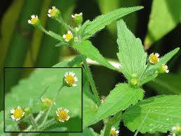 Attēlu rezultāti vaicājumam “Galinsoga quadriradiata”