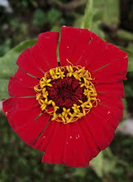Image result for Zinnia elegans