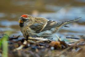 Attēlu rezultāti vaicājumam “Carduelis flammea male”