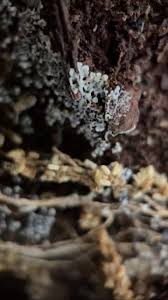 Attēlu rezultāti vaicājumam “Stemonitis foliicola plasmodium”