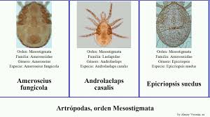 Attēlu rezultāti vaicājumam “Mesostigmata”