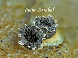 Attēlu rezultāti vaicājumam “Licea castanea”