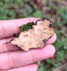 Attēlu rezultāti vaicājumam “Stereum rugosum”