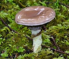 Attēlu rezultāti vaicājumam “Gomphidius glutinosus”