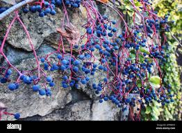 Attēlu rezultāti vaicājumam “Parthenocissus quinquefolia fruit”