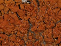 Attēlu rezultāti vaicājumam “Caloplaca saxicola”