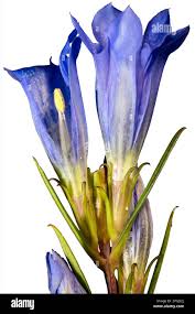 Attēlu rezultāti vaicājumam “Gentiana pneumonanthe leaf”