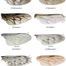 Attēlu rezultāti vaicājumam “Therevidae larva”