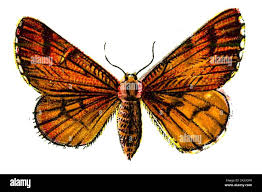 Attēlu rezultāti vaicājumam “Bupalus piniaria female”