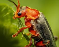 Attēlu rezultāti vaicājumam “Cantharis livida”