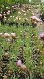 Attēlu rezultāti vaicājumam “Armeria vulgaris flower”