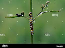 Attēlu rezultāti vaicājumam “Cucullia verbasci larva”