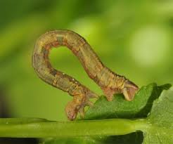 Attēlu rezultāti vaicājumam “Eulithis populata”