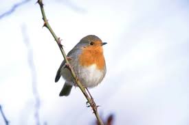 Attēlu rezultāti vaicājumam “Erithacus rubecula adult”