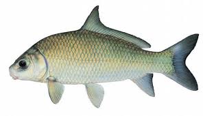 Image result for Ictiobus cyprinellus