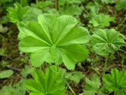 Attēlu rezultāti vaicājumam “Alchemilla subcrenata”