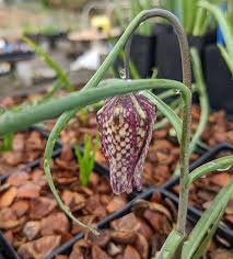 Attēlu rezultāti vaicājumam “Meleagris”