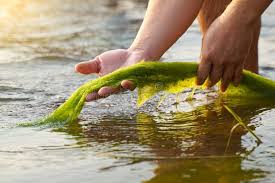 Attēlu rezultāti vaicājumam “Cladophora glomerata”