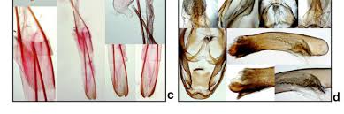 Attēlu rezultāti vaicājumam “Perizoma bifaciata”