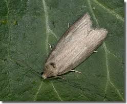 Attēlu rezultāti vaicājumam “Eana incanana”