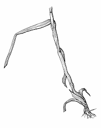 Attēlu rezultāti vaicājumam “Glyceria fluitans fruit”