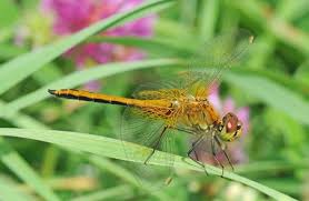 Attēlu rezultāti vaicājumam “Sympetrum flaveolum”