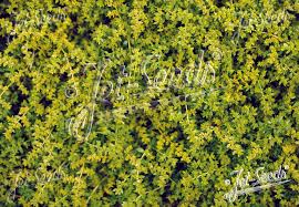 Attēlu rezultāti vaicājumam “Herniaria glabra flower”