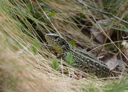 Attēlu rezultāti vaicājumam “Lacerta agilis female”