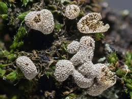 Attēlu rezultāti vaicājumam “Badhamia lilacina”