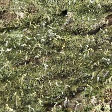 Attēlu rezultāti vaicājumam “Chaenotheca brachypoda”