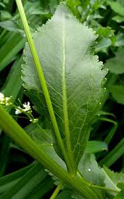 Attēlu rezultāti vaicājumam “Armoracia rusticana leaf”