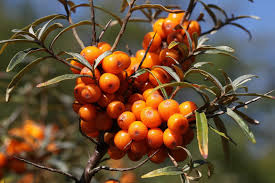 Attēlu rezultāti vaicājumam “Hippophae rhamnoides”