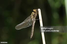 Attēlu rezultāti vaicājumam “Linaeidea aenea”