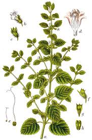 Image result for Melissa officinalis