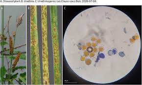 Attēlu rezultāti vaicājumam “Tranzschelia pruni-spinosae spores”