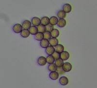 Attēlu rezultāti vaicājumam “Diderma effusum spores”