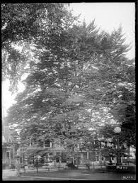 Attēlu rezultāti vaicājumam “Fagus sylvatica fo. laciniata”