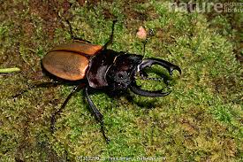 Attēlu rezultāti vaicājumam “Lucanidae”