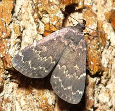 Attēlu rezultāti vaicājumam “Noctuidae”