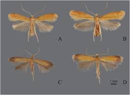Attēlu rezultāti vaicājumam “Tischeriidae”