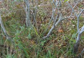 Attēlu rezultāti vaicājumam “Salix cinerea”