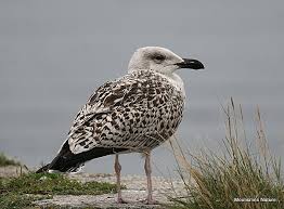 Attēlu rezultāti vaicājumam “Larus marinus”