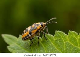 Attēlu rezultāti vaicājumam “Eurydema dominulus”