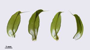 Attēlu rezultāti vaicājumam “Syntrichia ruralis var. ruraliformis”