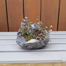 Attēlu rezultāti vaicājumam “Mentha arvensis bud”