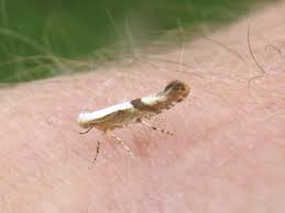 Attēlu rezultāti vaicājumam “Argyresthia spinosella”